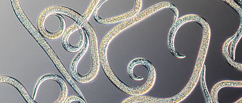 Nematoden Nematoden