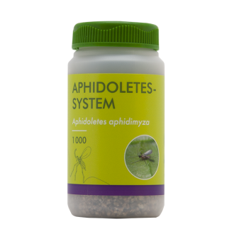 APHIDOLETES APHIDIMYZA
