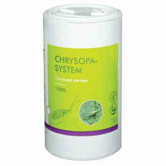 CHRYSOPERLA CARNEA (LARVEN)