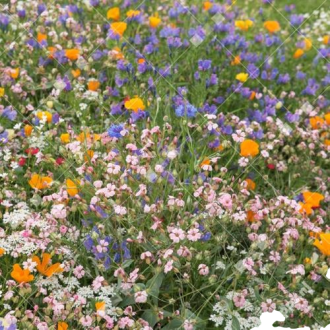 WILDBLOEMENMENGSEL JAPANS