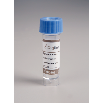 DIGLYPHUS ISAEA (250 ST. FLESJE) 020407-001